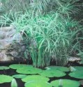 Shallow Water Plants