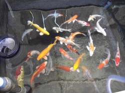 Domestic Koi

10"-12"

$65.00 each
