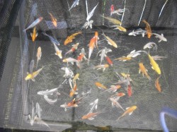 Domestic Koi

7"-8"

$50.00 each 
