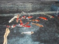 Domestic Koi

5"-6"

$35.00 each 

