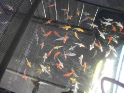 Domestic Koi

4"-5"

$15.00 each
