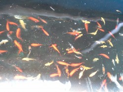 Domestic Goldfish

$15.00 each
